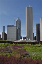 Flower carpet in center of Chicago