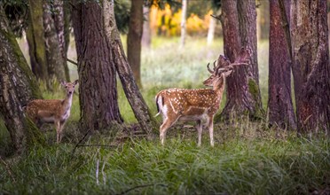 Fallow deer