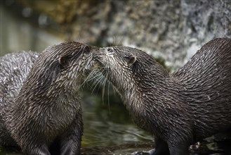 Oriental Small-clawed Otters