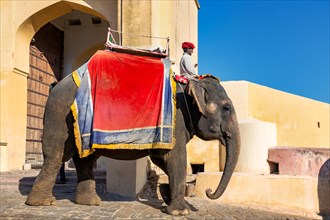 Elephant for carrying tourists up to Amber Fort