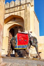 Elephant for carrying tourists up to Amber Fort