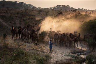 Camels on the way to Pushkar Mela at sunset