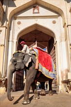 Elephant riding for tourists in front of the Amber Fort