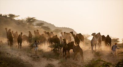 Camels on way to Pushkar Mela
