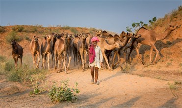 Cameleer on his way to Pushkar Mela camel market with his camels
