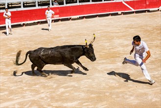 A bullfighter tries to escape a charging bull