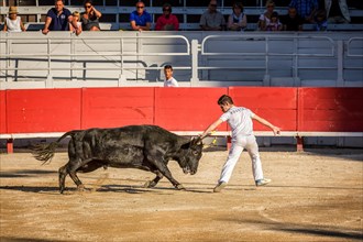 A bullfighter tries to remove the rosette