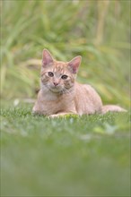 Young domestic cat