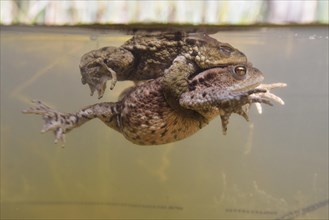 Common toads