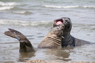 Southern elephant seals