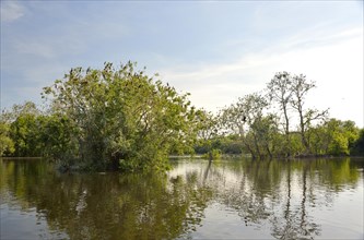 Wetland in the Kopacki Rit nature park