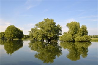 Wetland in the Kopacki Rit nature park