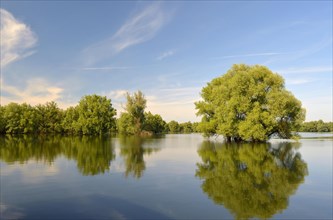 Wetland in the Kopacki Rit nature park