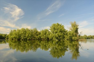 Wetland in the Kopacki Rit nature park