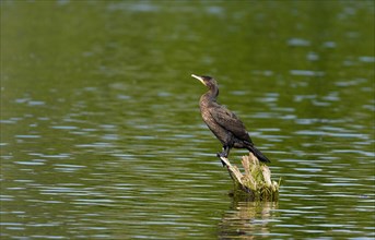 Cormorant