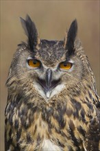 Rock Eagle Owl or Indian Eagle Owl