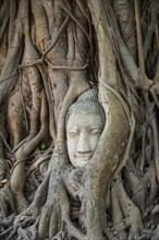 Buddha head statue in bodhi tree