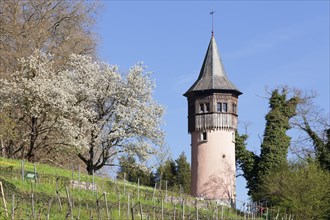 Sweden Tower in spring