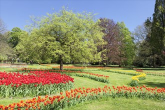 Tulip bloom