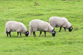Three Swaledale sheep grazing in a meadow