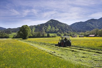 Tractor mowing a flower-covered meadow in spring