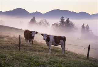 Cows on a pasture at dawn
