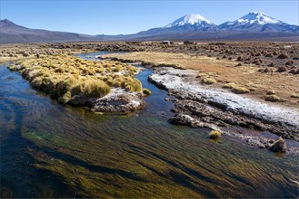 River and aquatic plants in front of snowcapped volcanoes Pomerape and Parinacota