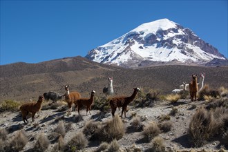 Herd of llamas