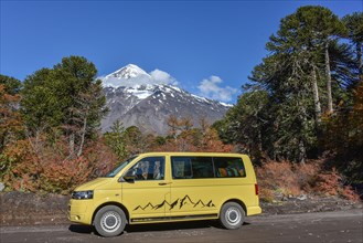 Yellow VW-Bus on road in front of snow covered volcano Lanin and Chilean Araucaria