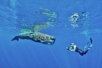 Freediver photographing a sperm whale