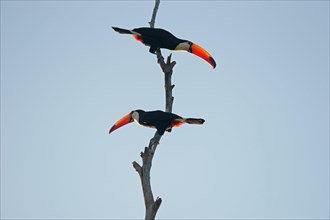 Common toucans or toco toucans