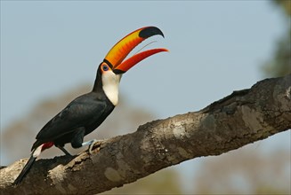 Common toucan or toco toucan