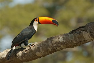Common toucan or toco toucan
