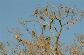 Monk parakeets