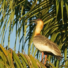 Buff-necked ibis