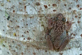 Lesser Snouted Treefrog