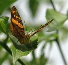 Nymphalidae