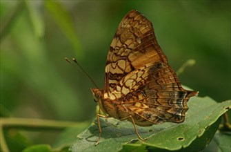 Nymphalidae