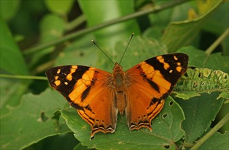 Nymphalidae