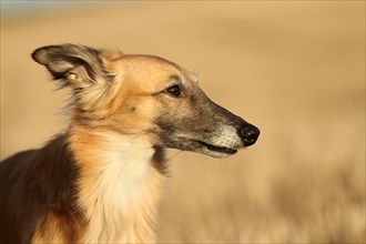 Greyhound Silken Windsprite
