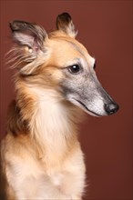 Silken Windsprite sighthound