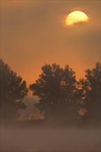 Morning atmosphere in the fog during sunrise