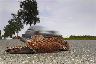 Dead common kestrel