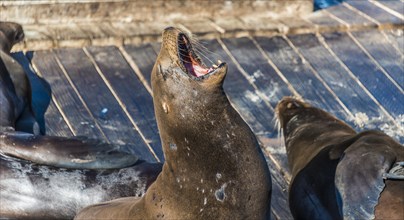 California Sea Lions