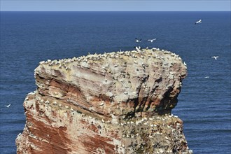 Colony of northern gannets