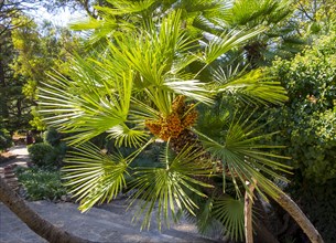 Canary Island date palm or pineapple palm