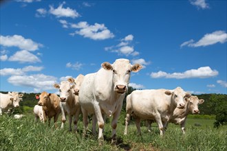Charolais cattle herd