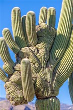 Mutated saguaro cactus