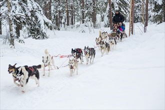 Dog sledwith huskies in the snow