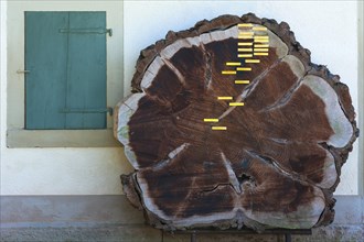 Cross section of a felled tree